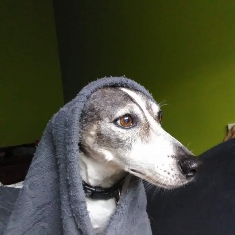 Meet your Posher, Lou